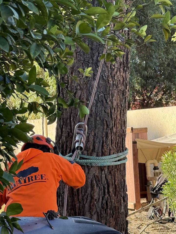 SavATree - Tree Service & Lawn Care project